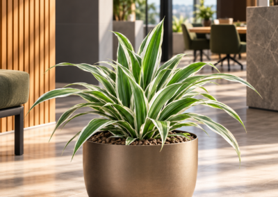 Dracaena ‚White Stripe‘
