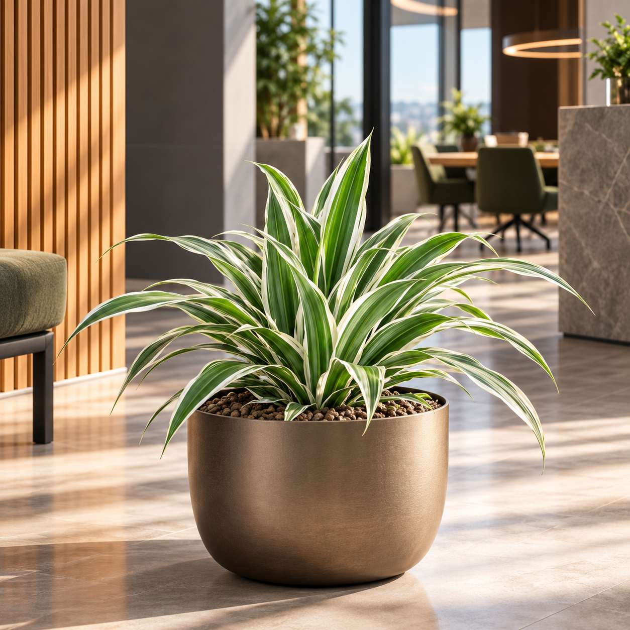 Dracaena 'White Stripe'
