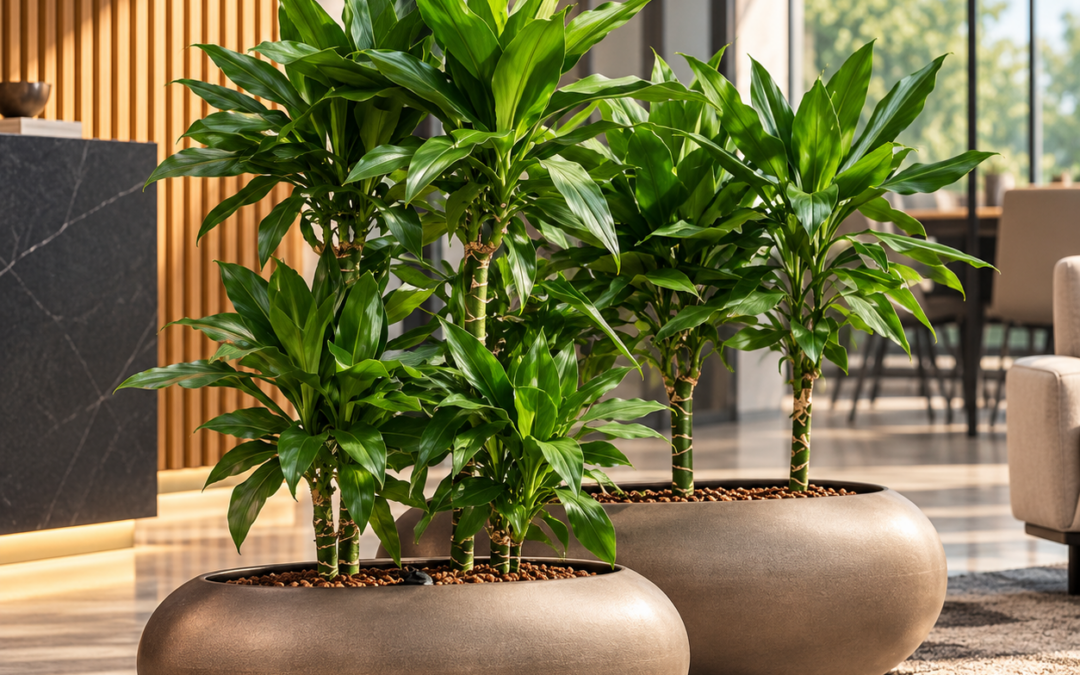Dracaena fragrans ‚Burundii‘
