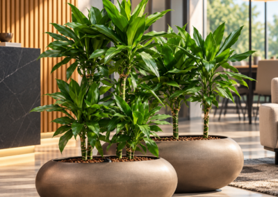 Dracaena fragrans ‚Burundii‘
