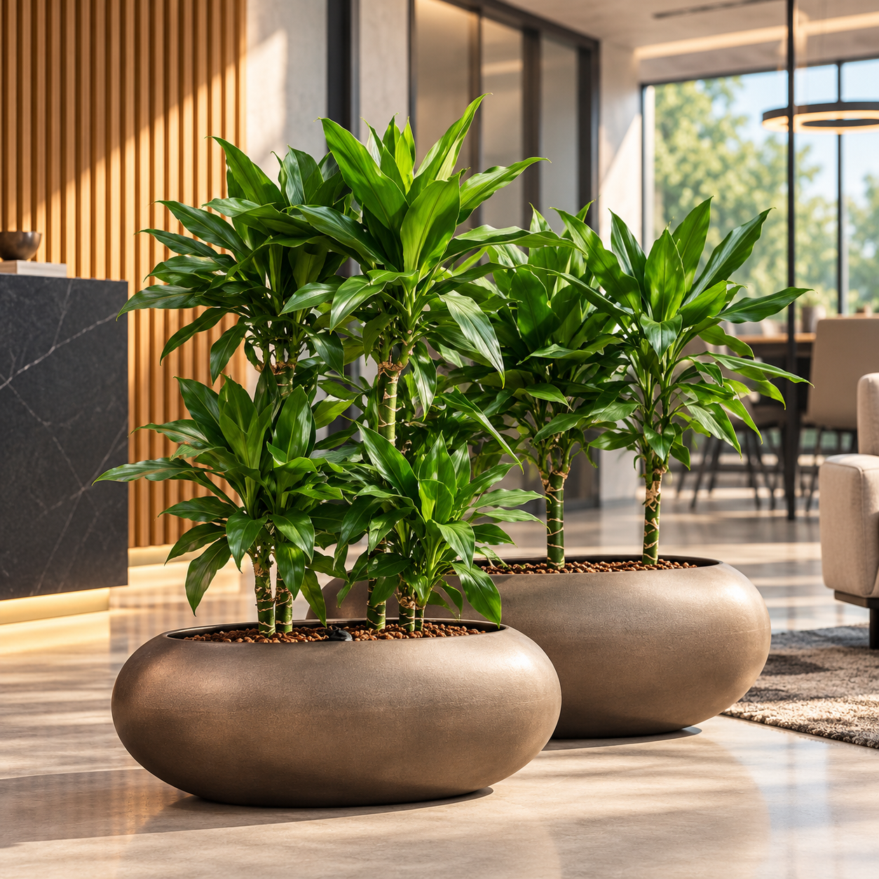 Dracaena fragrans 'Burundii'