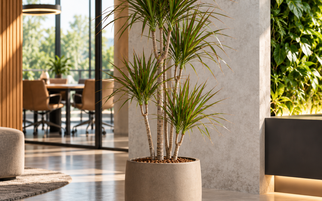 Dracaena marginata