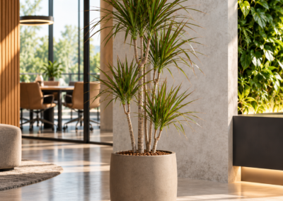 Dracaena marginata