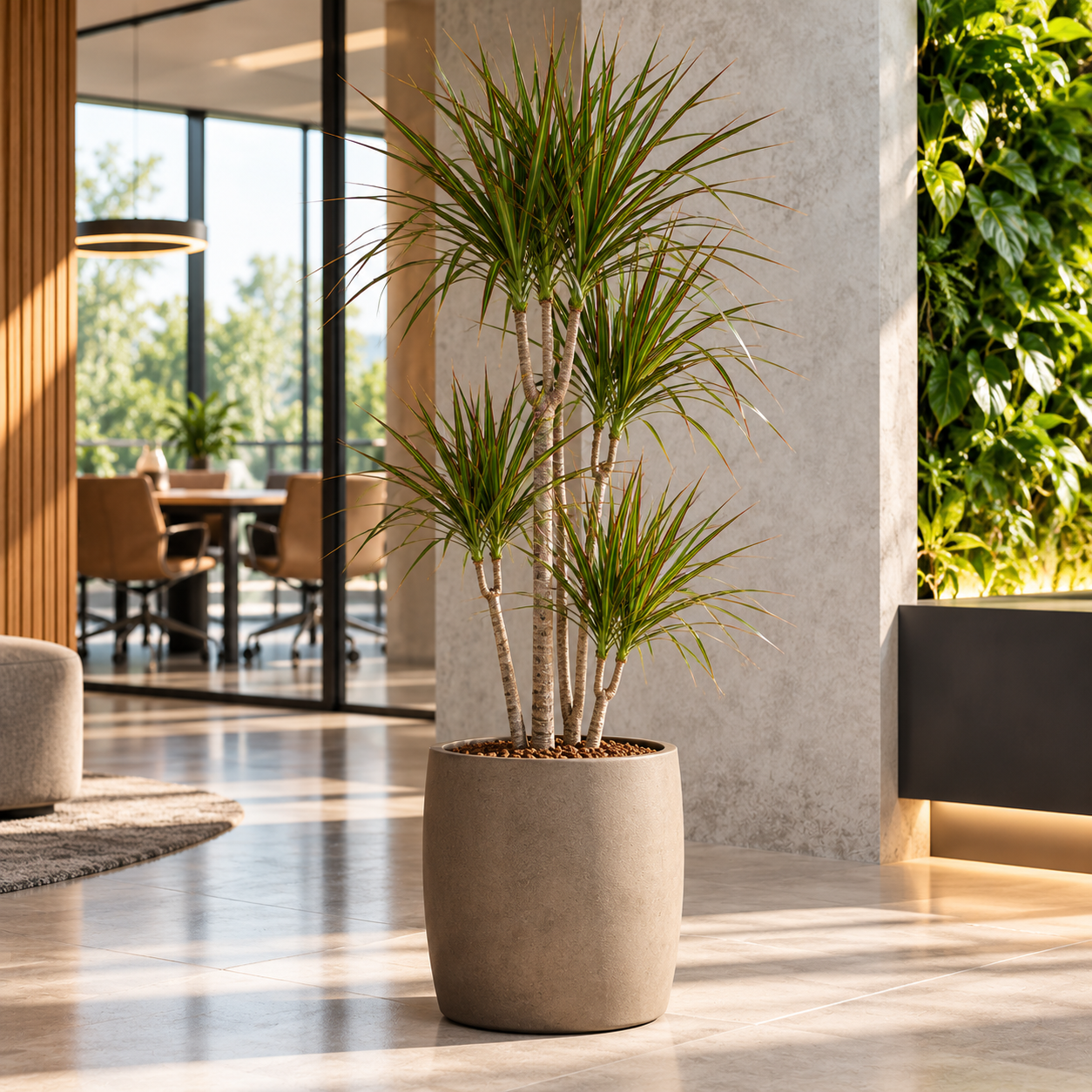 Dracaena marginata