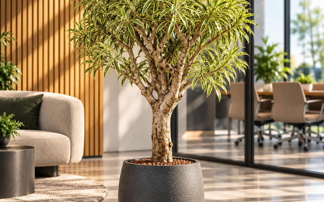 Dracaena reflexa ‚Song of India‘