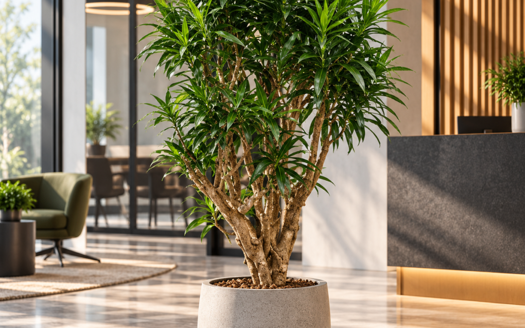 Dracaena reflexa ‚Song of Jamaica‘