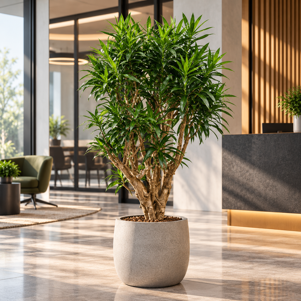 Dracaena reflexa 'Song of Jamaica'