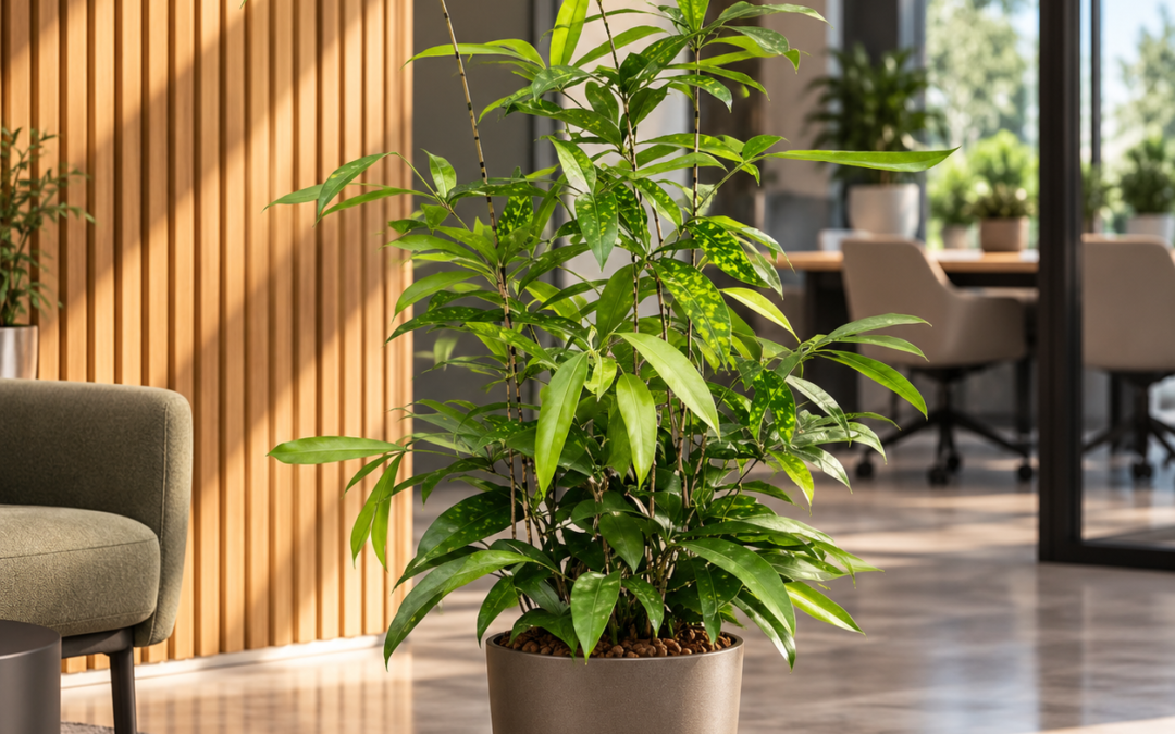 Dracaena surculosa