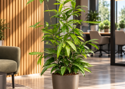 Dracaena surculosa