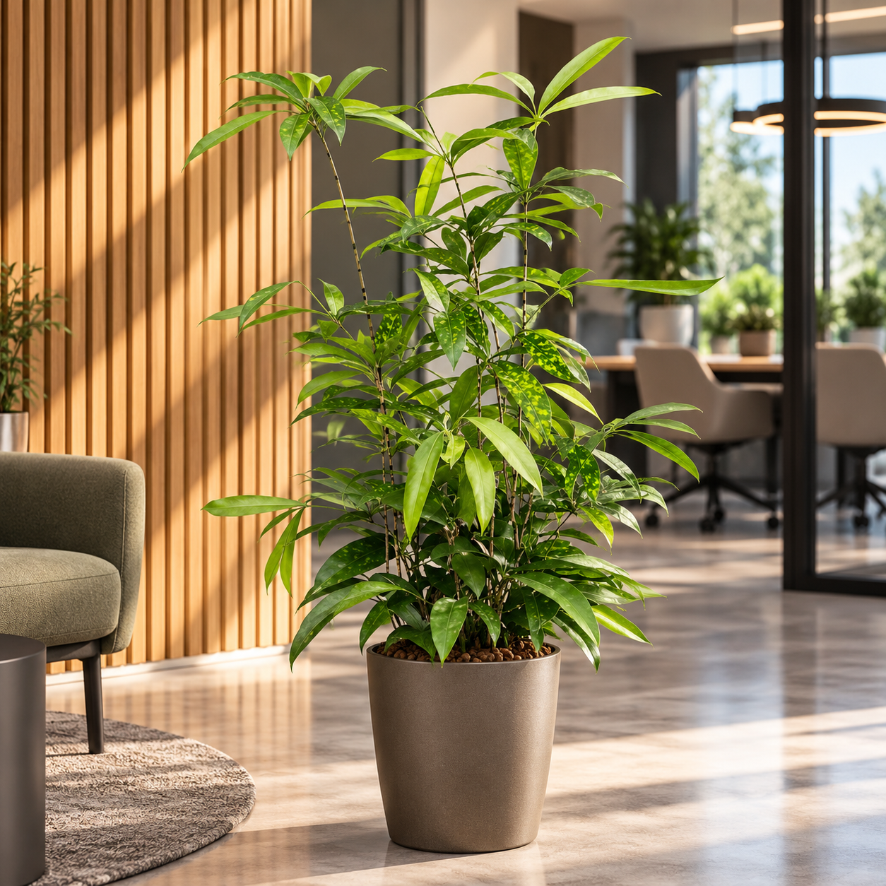 Dracaena surculosa