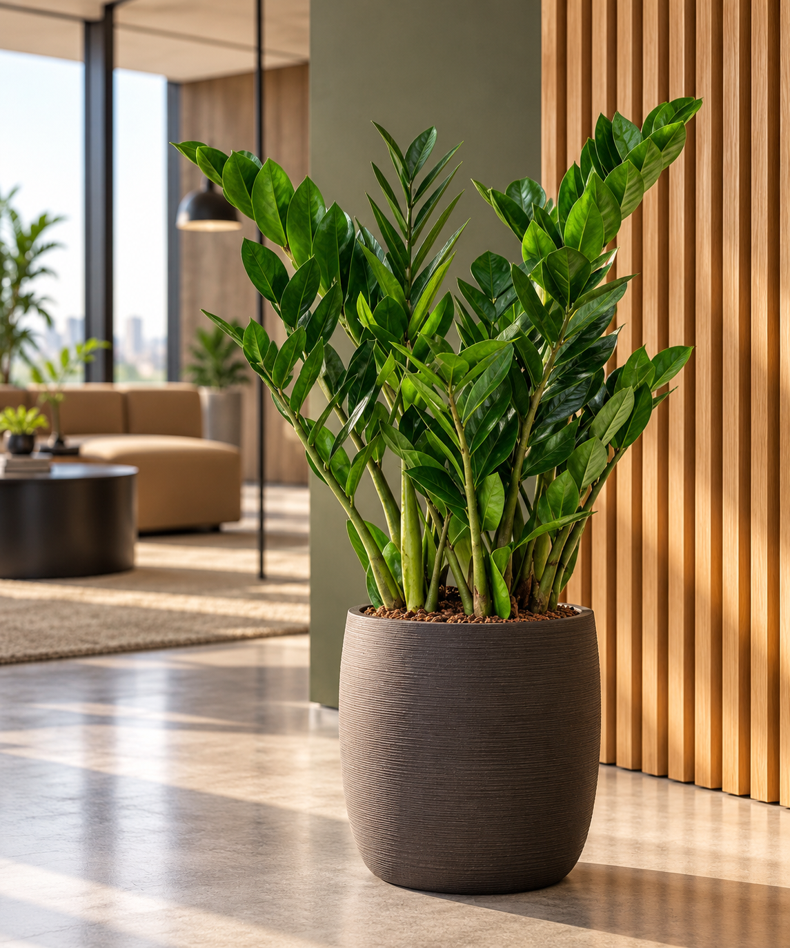 Zamioculcas zamiifolia