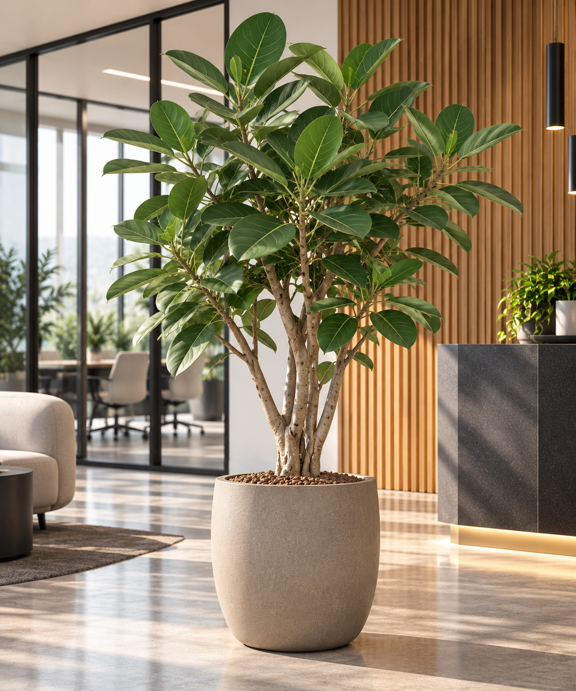 Ficus benghalensis 'Audrey'