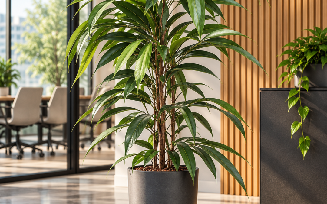 Ficus binnendijkii ‚Amstel King‘