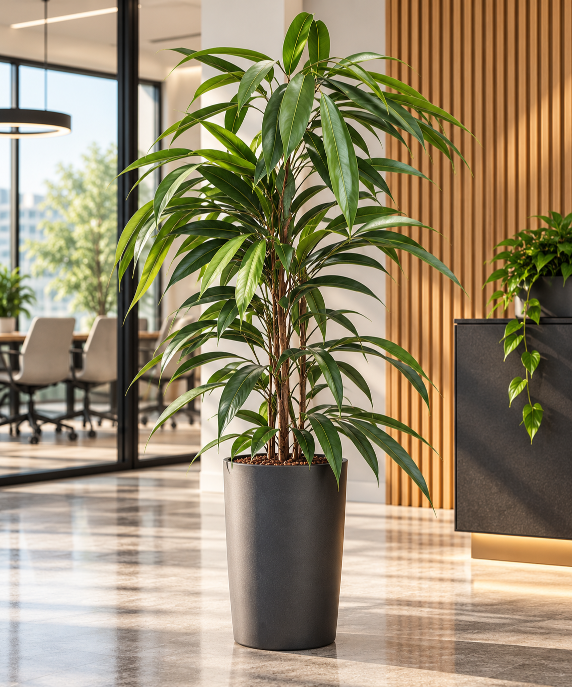 Ficus binnendijkii 'Amstel King'