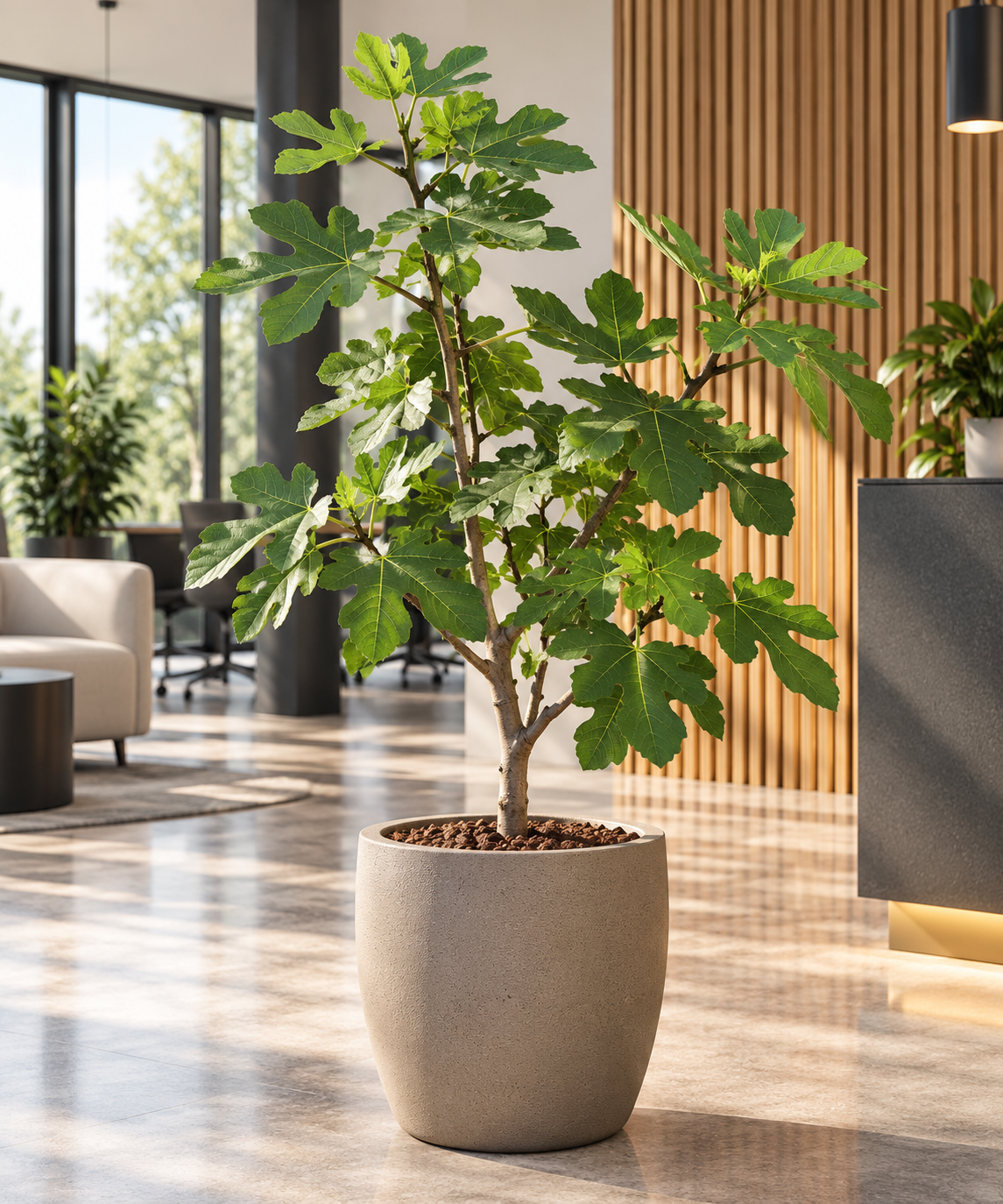 Ficus carica – Echte Feige
