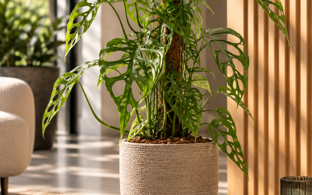 Monstera obliqua