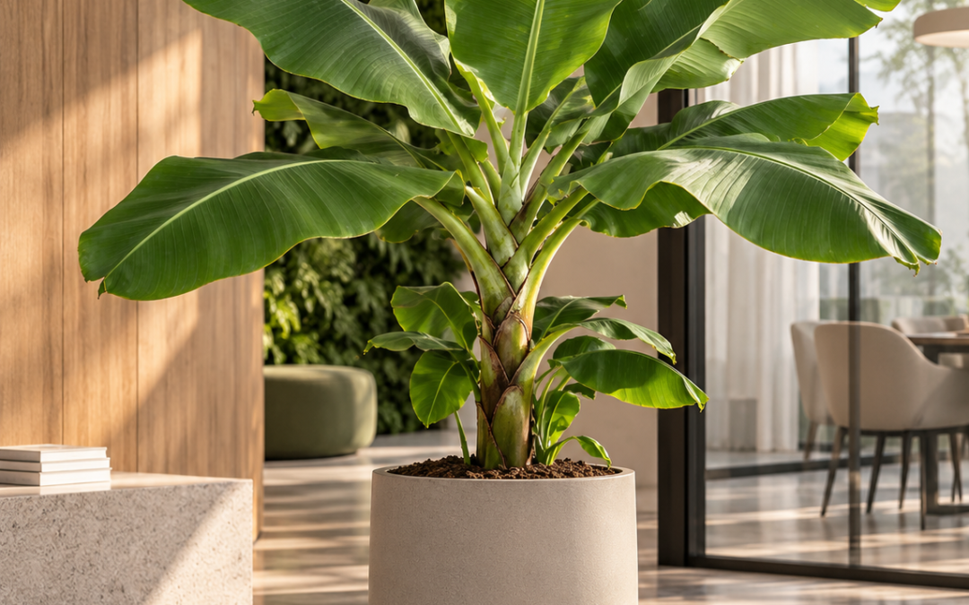 Musa ‚Dwarf Cavendish‘