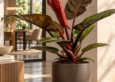 Philodendron ‚Imperial Red‘
