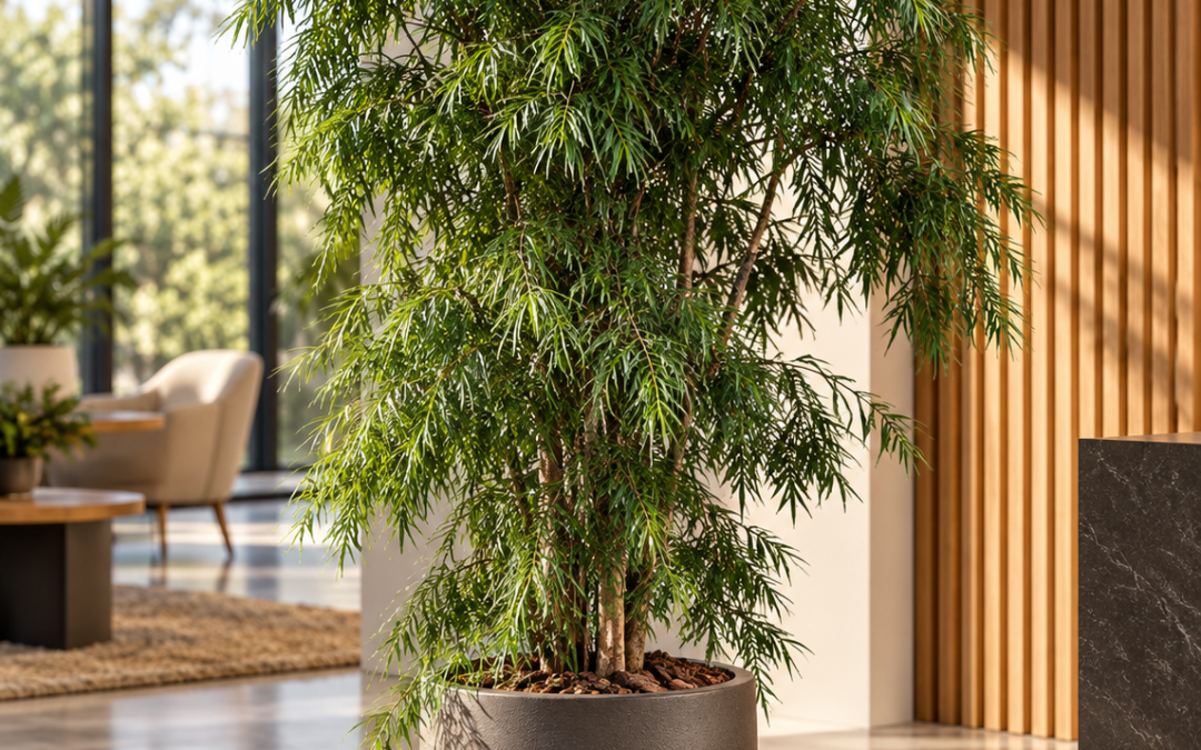 Podocarpus gracilior – Schlankes Afrogelbholz