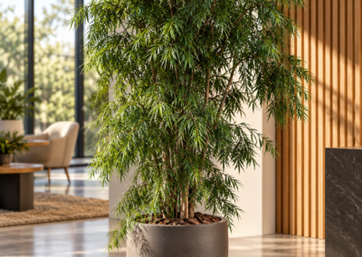 Podocarpus gracilior – Schlankes Afrogelbholz