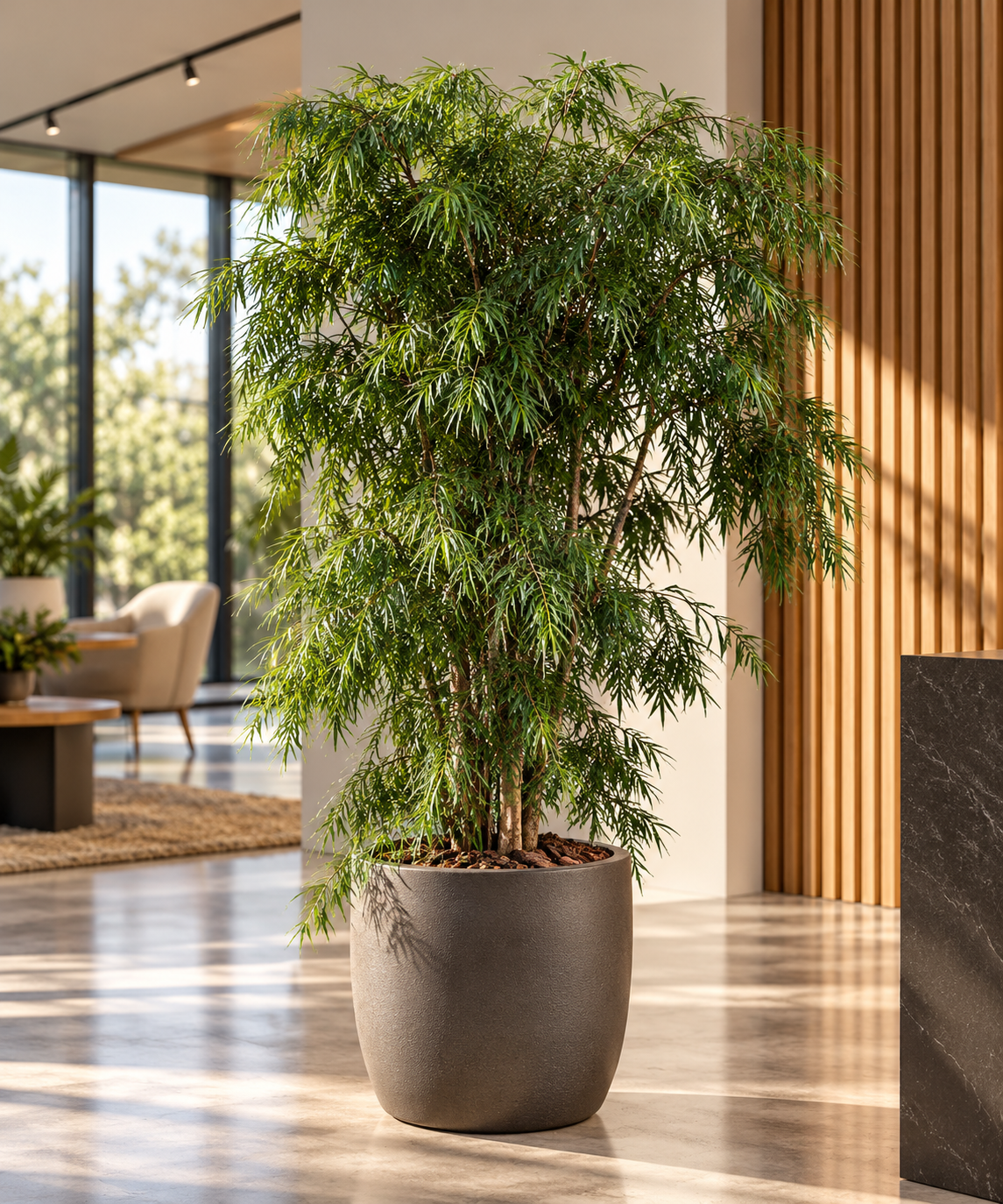 Podocarpus gracilior – Schlankes Afrogelbholz