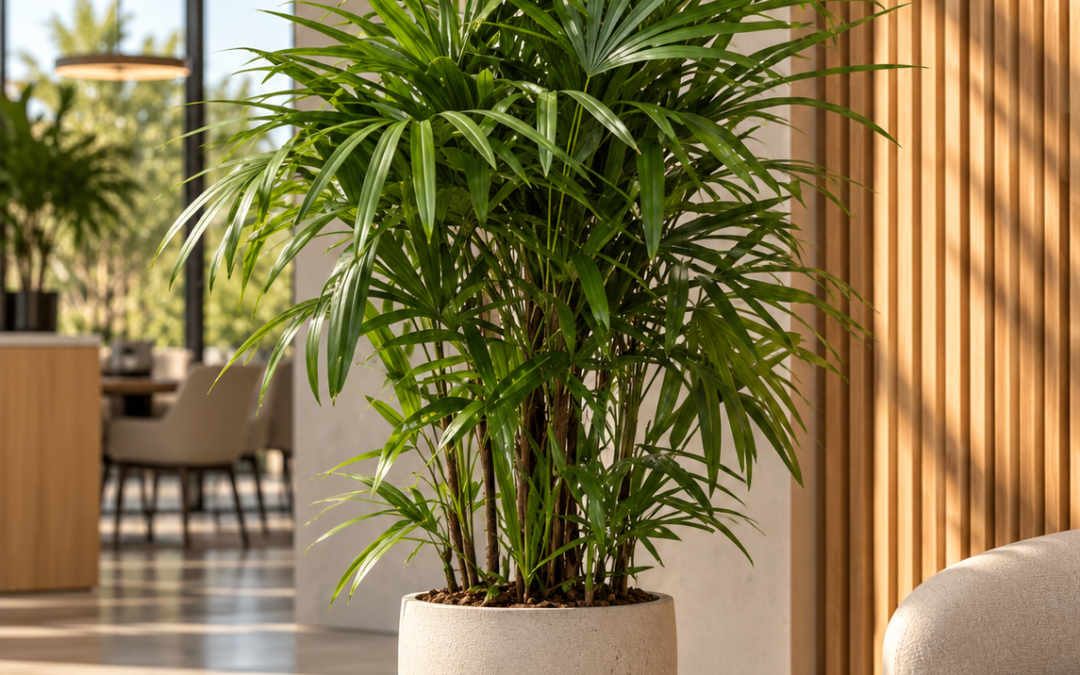 Rhapis excelsa