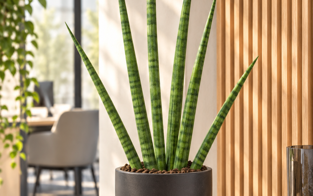 Sansevieria cylindrica – Bogenhanf