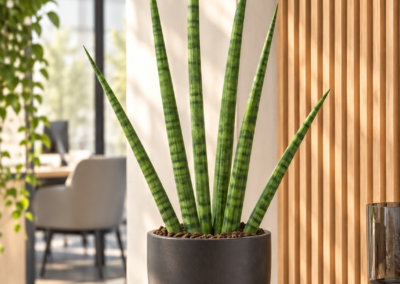 Sansevieria cylindrica – Bogenhanf
