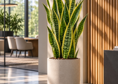 Sansevieria trifasciata ‚Laurentii‘ – Bogenhanf