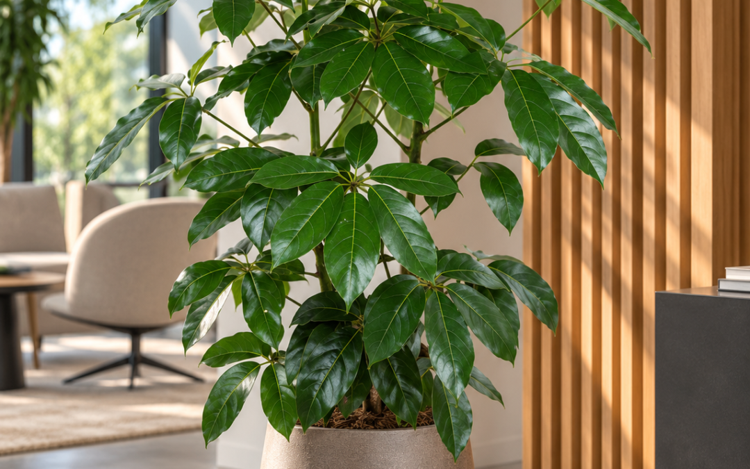 Schefflera actinophylla ‚Amate‘ – Strahlenaralie