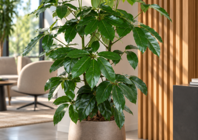 Schefflera actinophylla ‚Amate‘ – Strahlenaralie