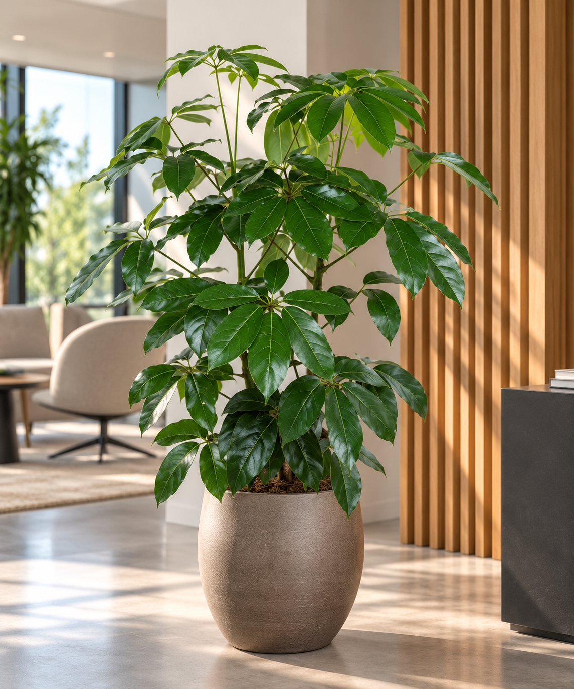 Schefflera actinophylla 'Amate' – Strahlenaralie