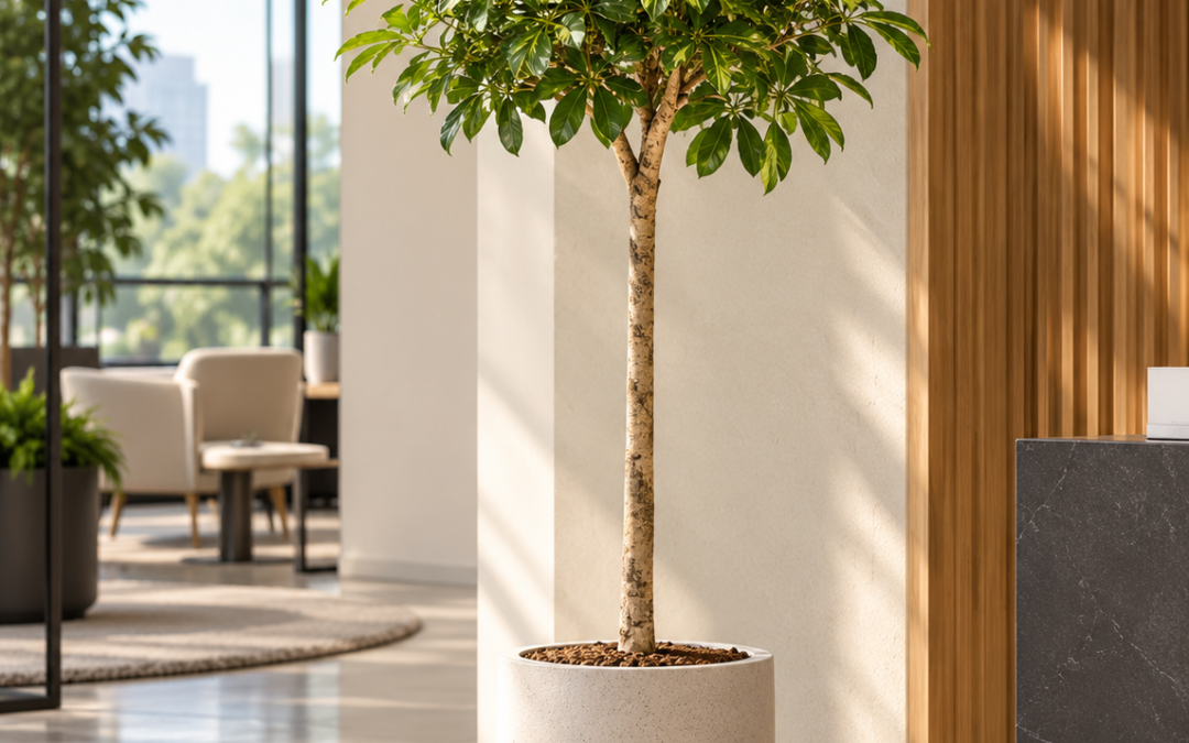 Schefflera arboricola ‚Compacta‘ gold capella Stamm – Strahlenaralie