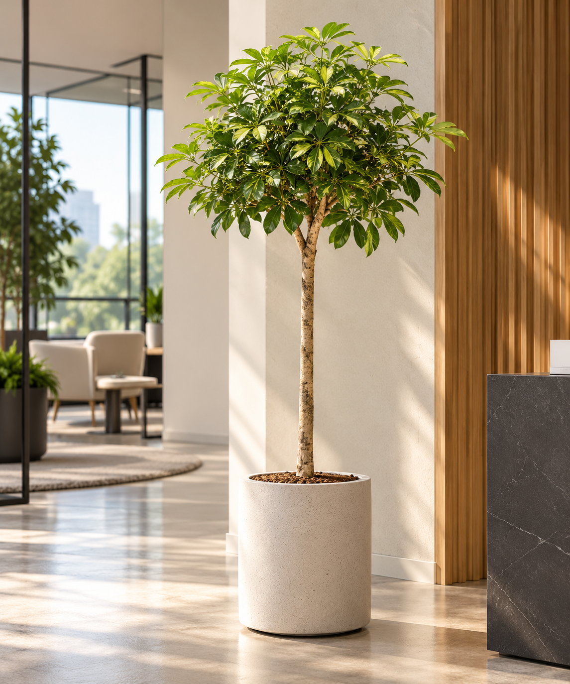 Schefflera arboricola 'Compacta' gold capella Stamm