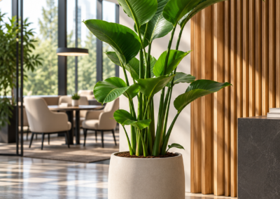 Strelitzia nicolai – Baumstrelitzie