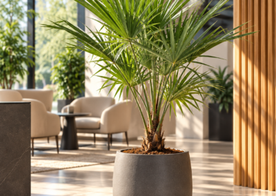 Trachycarpus fortunei – Chinesische Hanfpalme