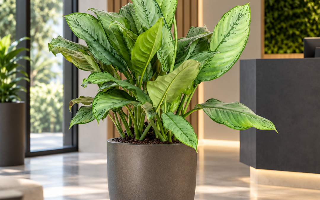 Aglaonema ‚Freedman‘