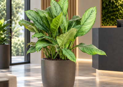 Aglaonema ‚Freedman‘