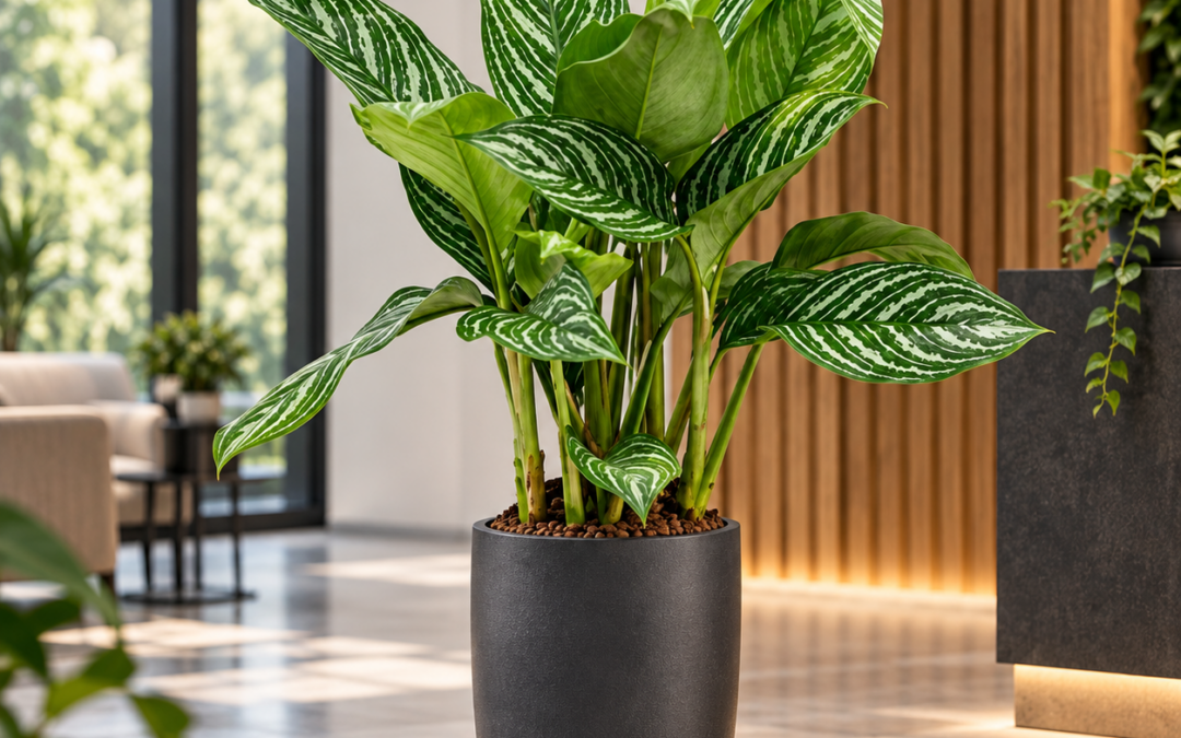 Aglaonema ‚Stripes‘