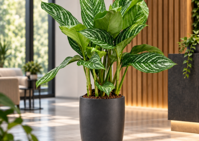 Aglaonema ‚Stripes‘