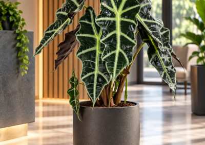 Alocasia ‚Polly‘