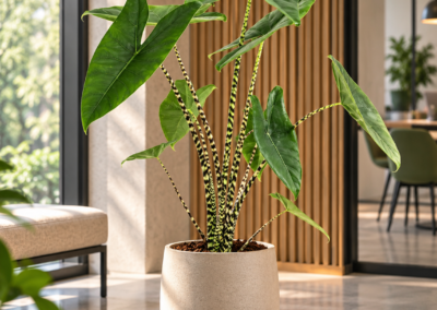 Alocasia zebrina