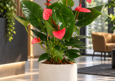 Anthurium andraeanum ‚Pink Champion‘