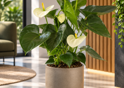 Anthurium andraeanum ‚Sierra White‘