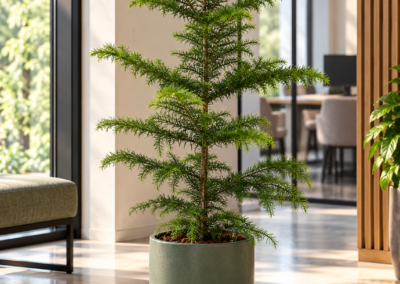 Araucaria heterophylla
