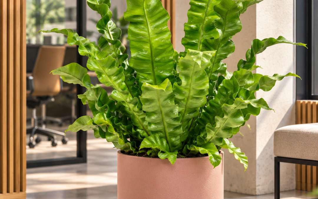 Asplenium nidus