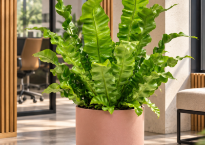 Asplenium nidus