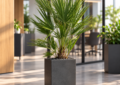 Chamaerops humilis – Zwergpalme