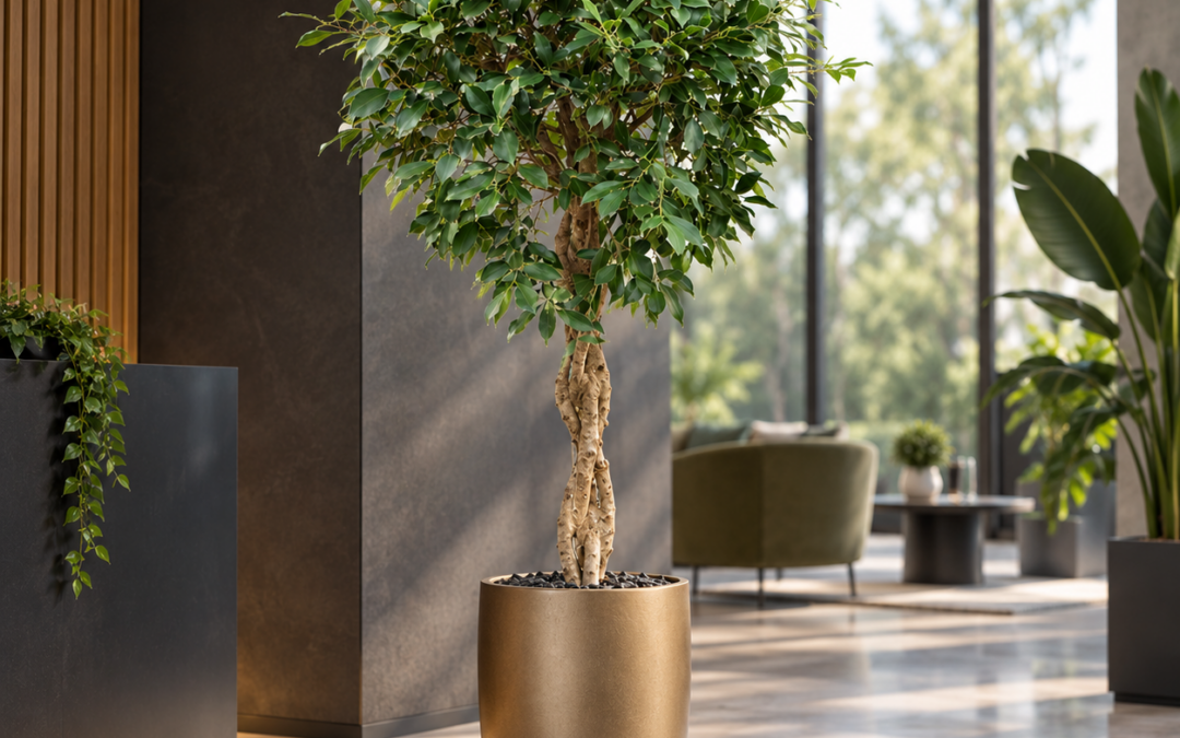 Ficus microcarpa ‚Nitida‘ – Birkenfeige