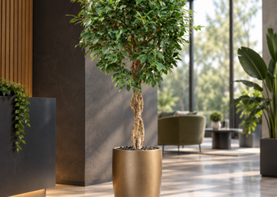 Ficus microcarpa ‚Nitida‘ – Birkenfeige